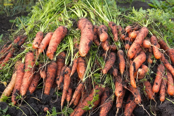 Carrot,cultivation,harvest.