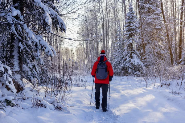 Backpacker Hiking Walking Winter Forest Nordic Walking Winter — Stock Photo, Image