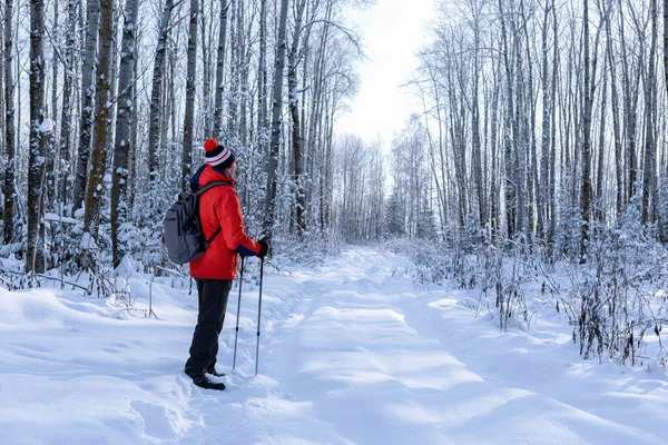 Walk Winter Forest Nordic Walking Adult Man Hiking Winter Forest — Stock Photo, Image