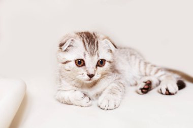 İskoç çizgili kedi yavrusu bej renkli arka planda yatıyor.