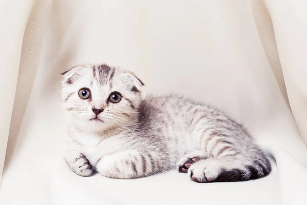 Красивый Маленький Котенок Удобно Лежит Смотрит Камеру — стоковое фото