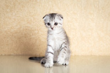 Bej arka planda gri İskoç kedi resmi.