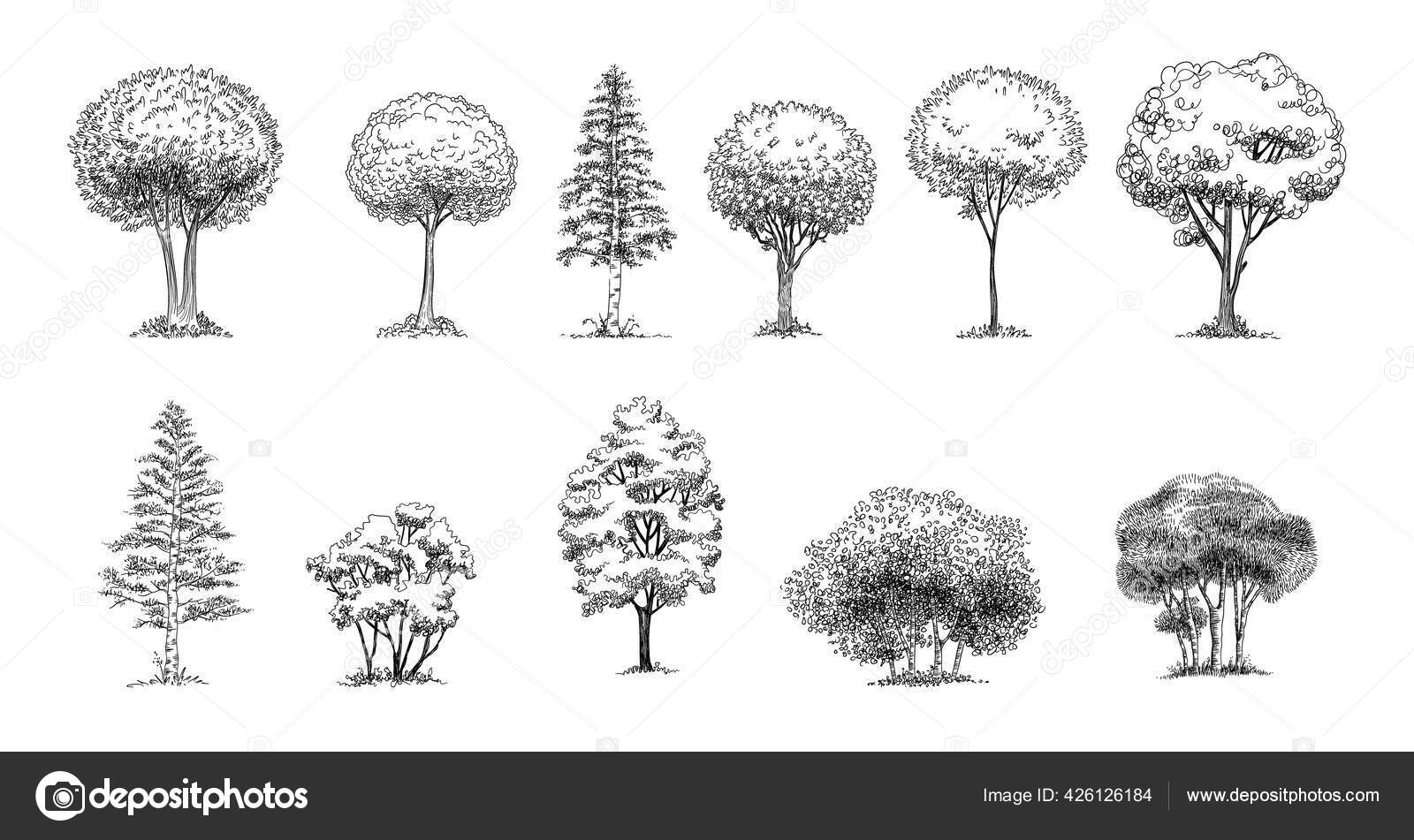 Tree Sketch: Conjunto de árvores de arquitetos desenhadas à mão