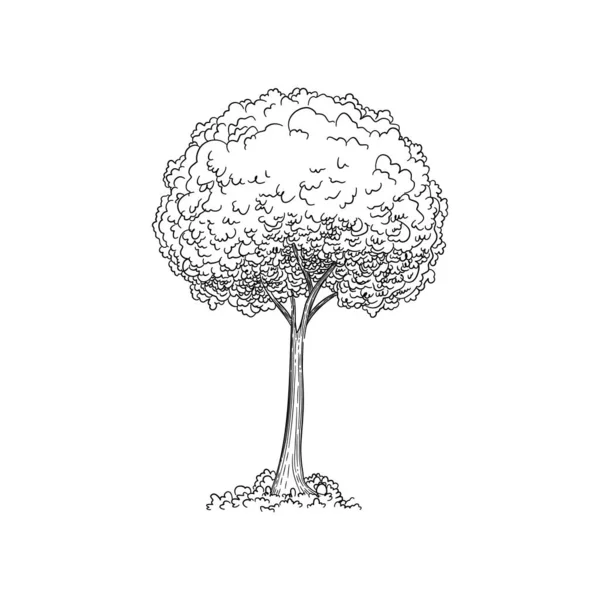 Desenho vetorial ilustração. Silhueta preta de bordo japonês isolado sobre fundo branco. Maple Palmate, nativo do Japão, China, Coréia, Mongólia e Rússia. Bonsai. — Vetor de Stock