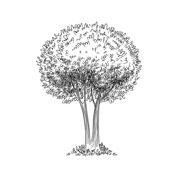 Illustrazione schizzo vettoriale. Silhouette nera di acero giapponese isolato su sfondo bianco. Acero palmato, originario del Giappone, Cina, Corea, Mongolia e Russia. Bonsai — Vettoriale Stock