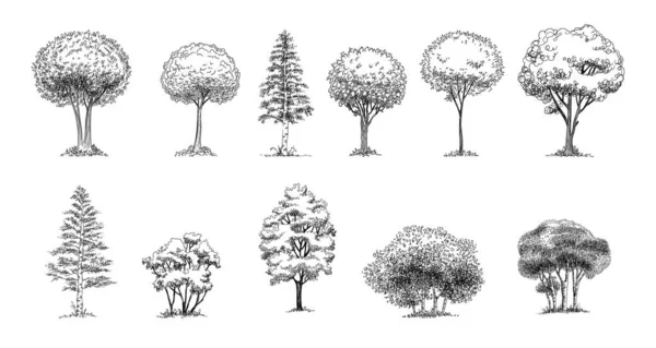 Vegetação – Representação  Trees drawing tutorial, Architecture