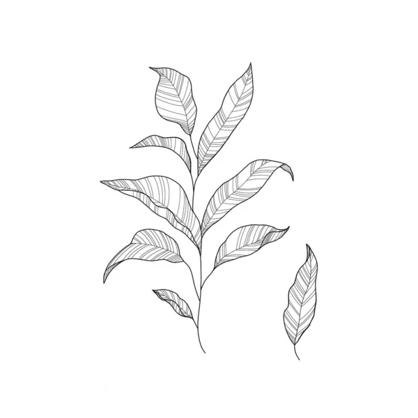 Illustration vectorielle de plantes d'intérieur contour fleur intérieure avec des feuilles et des fleurs en ligne art isolé sur fond blanc pour la conception florale — Image vectorielle