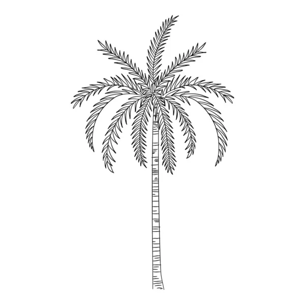 Иконка морской пальмы, ручной рисунок и стиль контура — стоковый вектор