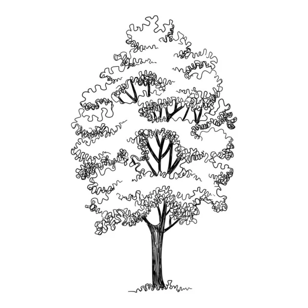 Icône haut arbre, dessin à la main et style contour — Image vectorielle