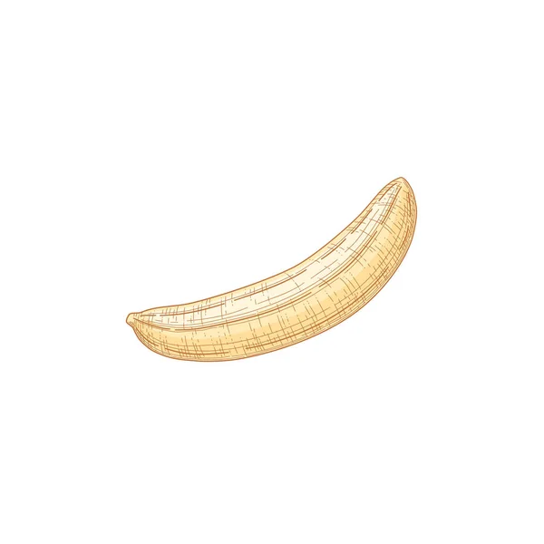 Samenstelling met geschilde gele rijpe bananenvrucht geïsoleerd op witte achtergrond. Handgetekende realistische gedetailleerde gekleurde vectorillustratie van gezond tropisch voedsel — Stockvector