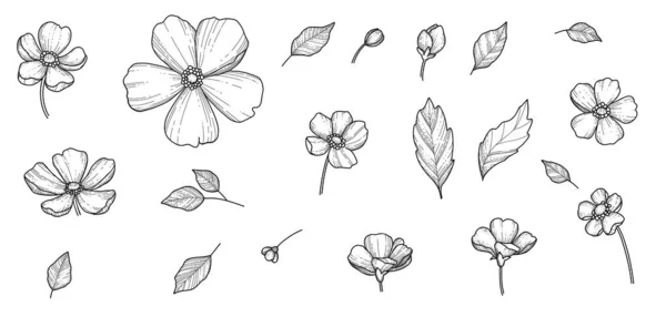 Vrije hand Sakura bloem vector set, Mooie lijn kunst Perzik bloesem isoleren op witte achtergrond. Realistische handgetekende stijl — Stockvector