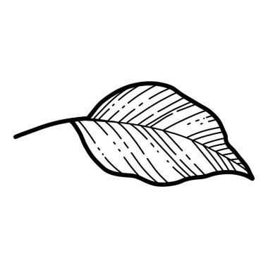 Serbest el Sakura çiçek yaprağı vektörü, Güzel çizgili sanat şeftalisi çiçekleri beyaz arka planda soyutlanmış bırakır. Gerçekçi el çizimi tarzı