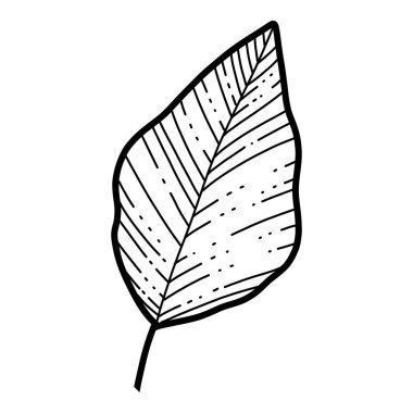 Serbest el Sakura çiçek yaprağı vektörü, Güzel çizgili sanat şeftalisi çiçekleri beyaz arka planda soyutlanmış bırakır. Gerçekçi el çizimi tarzı