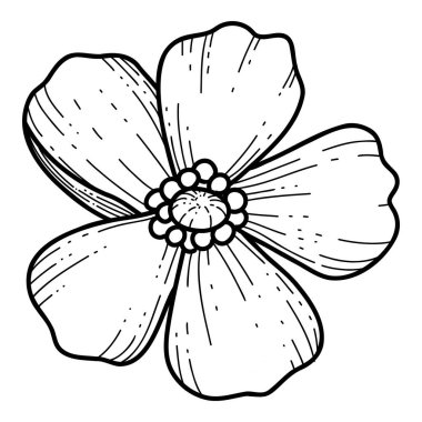 Serbest el Sakura çiçek vektörü, Güzel çizgi sanat şeftalisi çiçekleri beyaz arka planda izole edilir. Bahar Japon çiçeği. Gerçekçi el çizimi tarzı