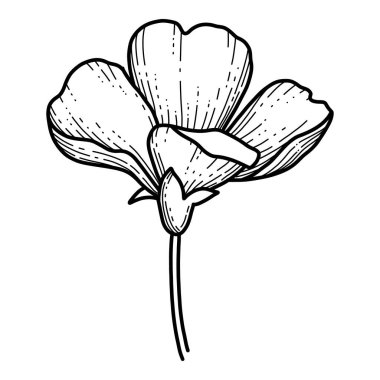 Serbest el Sakura çiçek vektörü, Güzel çizgi sanat şeftalisi çiçekleri beyaz arka planda izole edilir. Bahar Japon çiçeği. Gerçekçi el çizimi tarzı