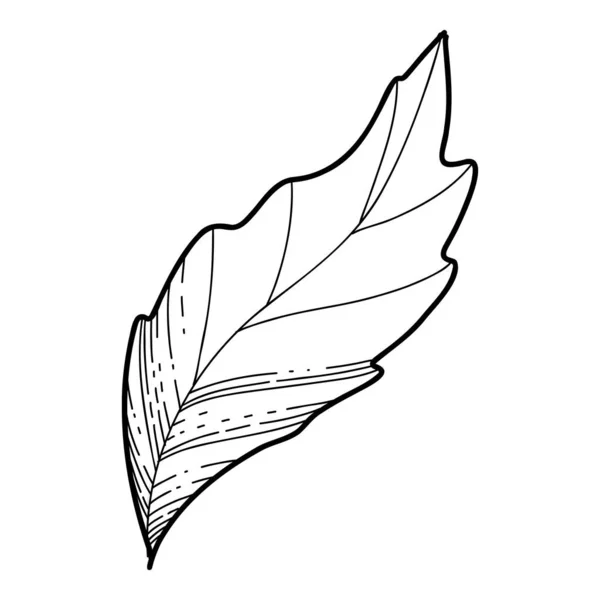 Vecteur de feuilles de Sakura main libre, Belle ligne d'art Les feuilles de fleur de pêche isolent sur fond blanc. Style dessiné à la main réaliste — Image vectorielle