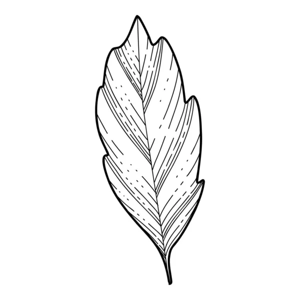 Vecteur de feuilles de Sakura main libre, Belle ligne d'art Les feuilles de fleur de pêche isolent sur fond blanc. Style dessiné à la main réaliste — Image vectorielle