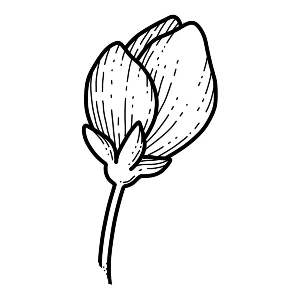 Szabad kéz Sakura virág vektor, gyönyörű vonal művészet Barack virág izolátum fehér háttér. Tavaszi japán virág. Reális kézzel rajzolt stílus — Stock Vector