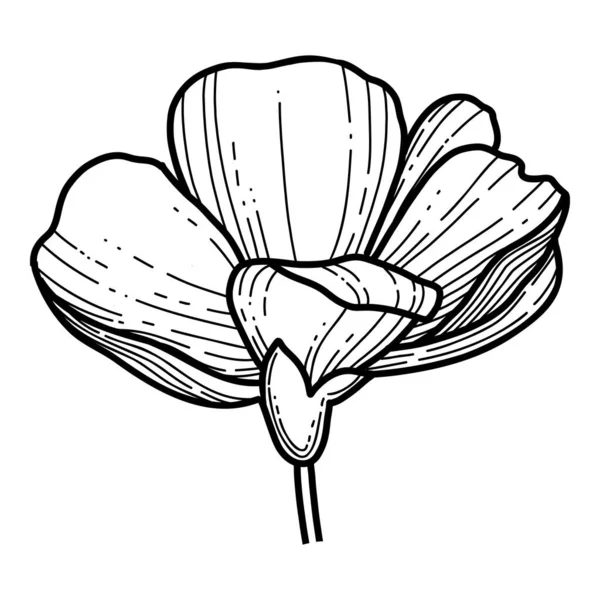Mão livre vetor de flor Sakura, bela linha de arte flor de pêssego isolado no fundo branco. Flor da Primavera do Japão. Estilo desenhado à mão realista —  Vetores de Stock