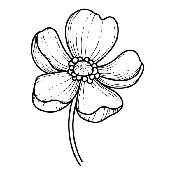 Mano libre Sakura vector de flores, Hermosa línea de arte flor de melocotón aislar sobre fondo blanco. Flor de primavera de Japón. Estilo realista dibujado a mano — Vector de stock