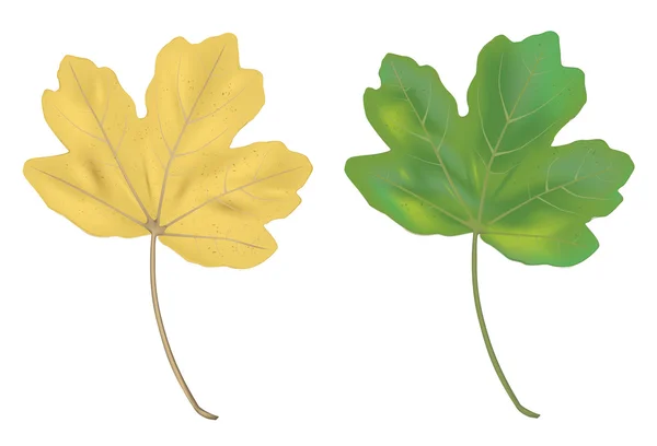 Vektör çizim akçaağaç yaprakları