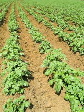 Genç patates bitki ve yaprakları