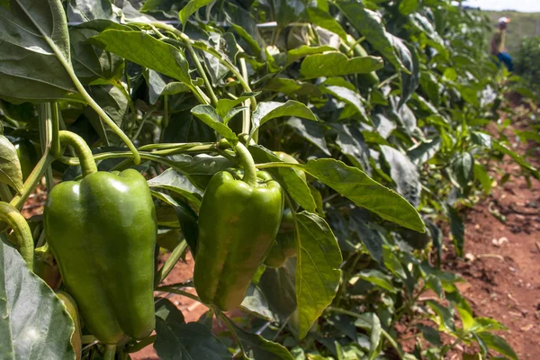 Paprika groeien in een veld — Stockfoto