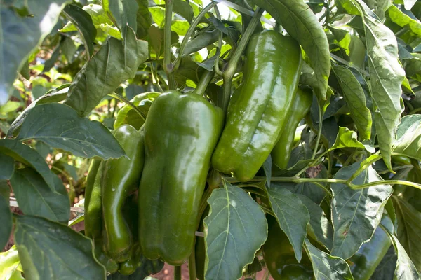 Paprika groeien in een veld — Stockfoto