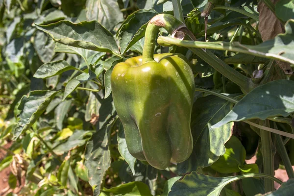 Πιπεριές αναπτυσσόμενο σε χωράφι — Φωτογραφία Αρχείου