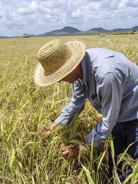 Bonde hjälpa på ris skörd — Stockfoto