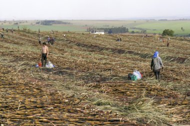 Parana, Brezilya, 29 Temmuz 2003. Parana devlet, Brezilya için el ile şeker kamışı hasat işçilerin
