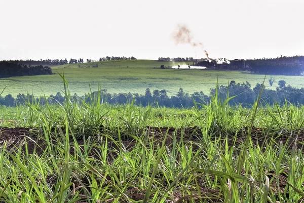 Sugar cane field in Brazil — Stock Photo, Image