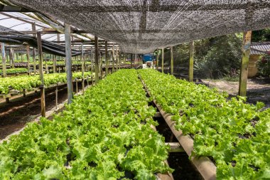 Sao Paulo şehrinin güneyindeki Parelheiros semtinde küçük bir serada salatalı sebze bahçesi.