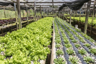 Sao Paulo şehrinin güneyindeki Parelheiros semtinde küçük bir serada salatalı sebze bahçesi.
