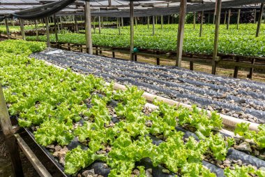 Sao Paulo şehrinin güneyindeki Parelheiros semtinde küçük bir serada salatalı sebze bahçesi.