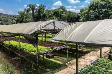Sao Paulo şehrinin güneyindeki Parelheiros semtinde küçük bir serada salatalı sebze bahçesi.