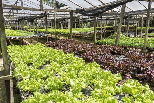 Vegetable garden with hydroponic lettuce in a small greenhouse in the Parelheiros neighborhood, south of the city of Sao Paulo