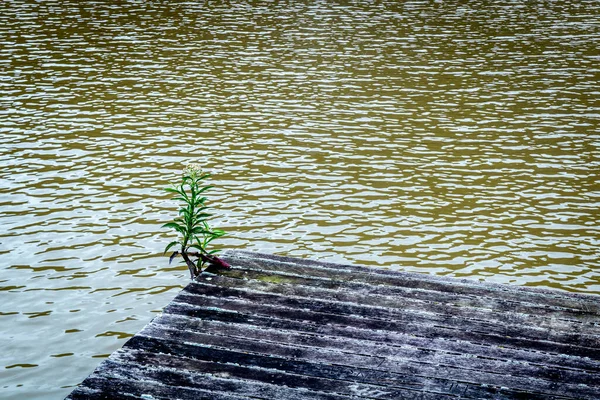 Stare Drewniane Molo Skraju Jeziora Które Daje Poczucie Spokoju Samotności — Zdjęcie stockowe