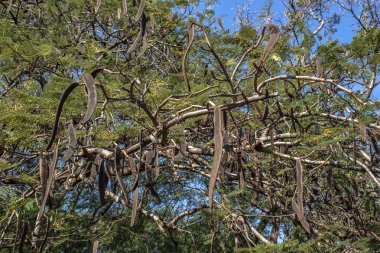 Brezilya 'da Flanboyant (Delonix regia) olarak bilinen bir ağacın tohumlu yaprak ve kozalarının ayrıntıları