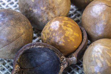 Brezilya 'da seçici odaklı Macadamia cevizine yakın çekim