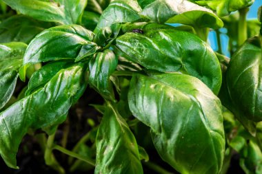 Brezilya 'da aşırı yakın plan yeşil fesleğen (Ocimum bazilika) yaprakları