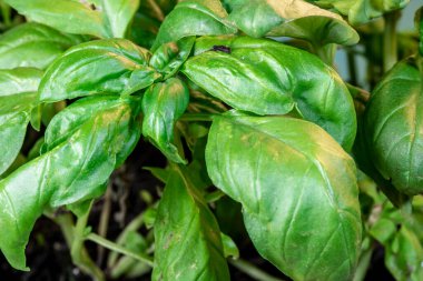 Brezilya 'da aşırı yakın plan yeşil fesleğen (Ocimum bazilika) yaprakları