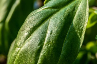 Brezilya 'da aşırı yakın plan yeşil fesleğen (Ocimum bazilika) yaprakları