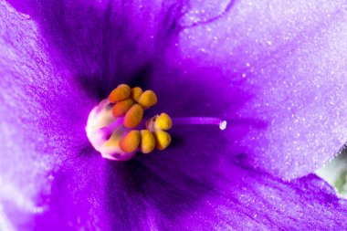 Bitkinin üreme organları menekşe Saintpaulia 'nın sarı mantarlarıdır..