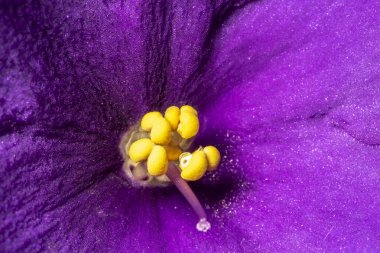 Brezilya 'daki kırmızı anturio çiçeklerini kapatın.