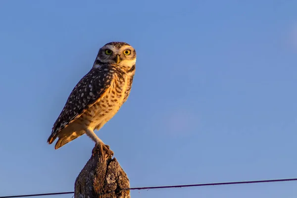 Зарытая Сова Athene Cunicularia Speotyto Cunicularia Заборе Сельской Местности Голубым — стоковое фото