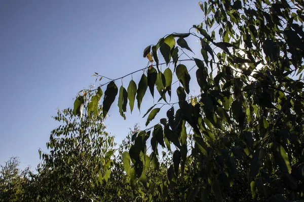 Bos Van Eucalyptusboom Deelstaat São Paulo Brazilië — Stockfoto