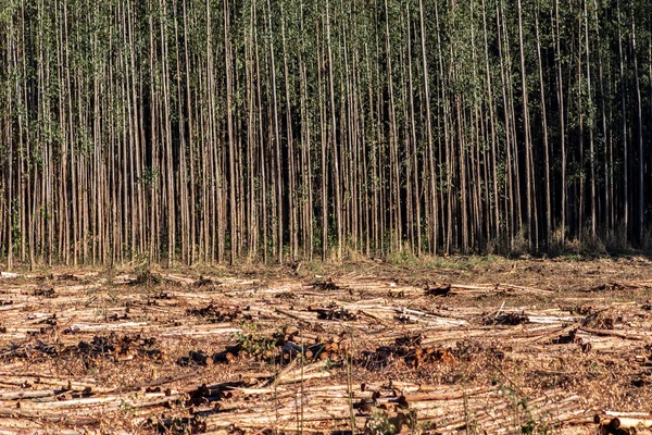 Forêt Eucalyptus Dans État Sao Paulo Brésil — Photo