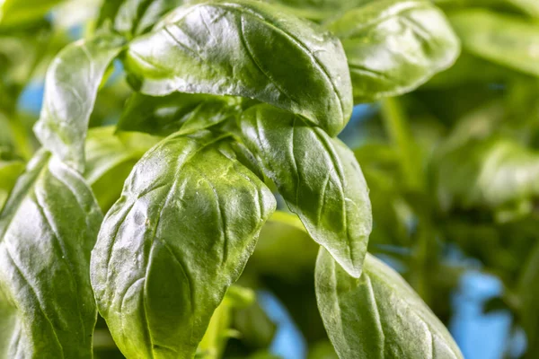 Primo Piano Estremo Foglie Basilico Verde Ocimum Basilicum Brasile — Foto Stock