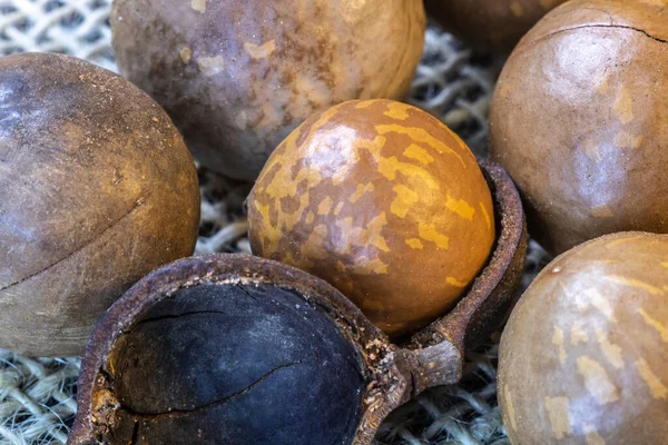 Nahaufnahme Von Macadamianuss Mit Selektivem Fokus Brasilien — Stockfoto